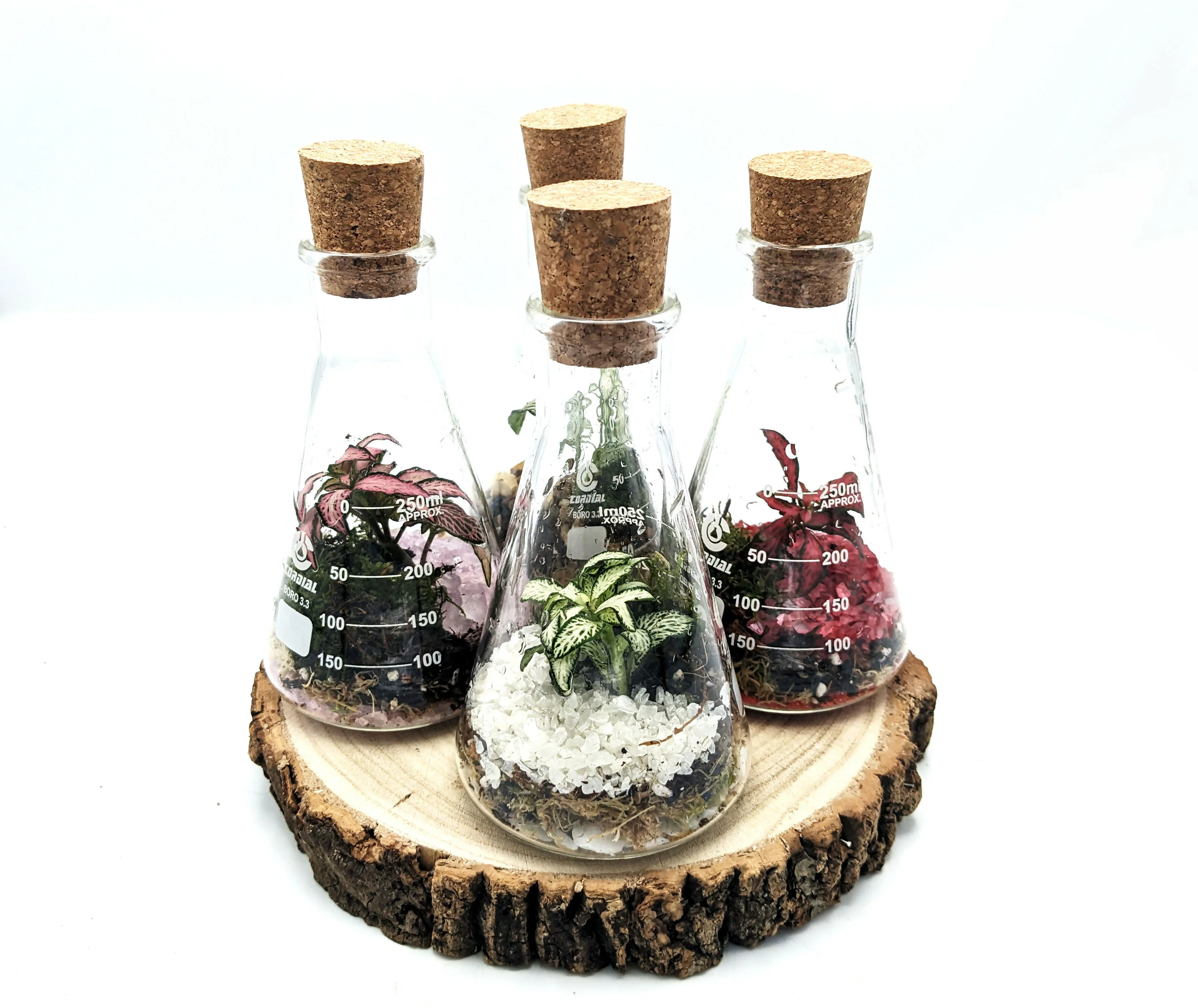 250ml Conical Flask Terrarium