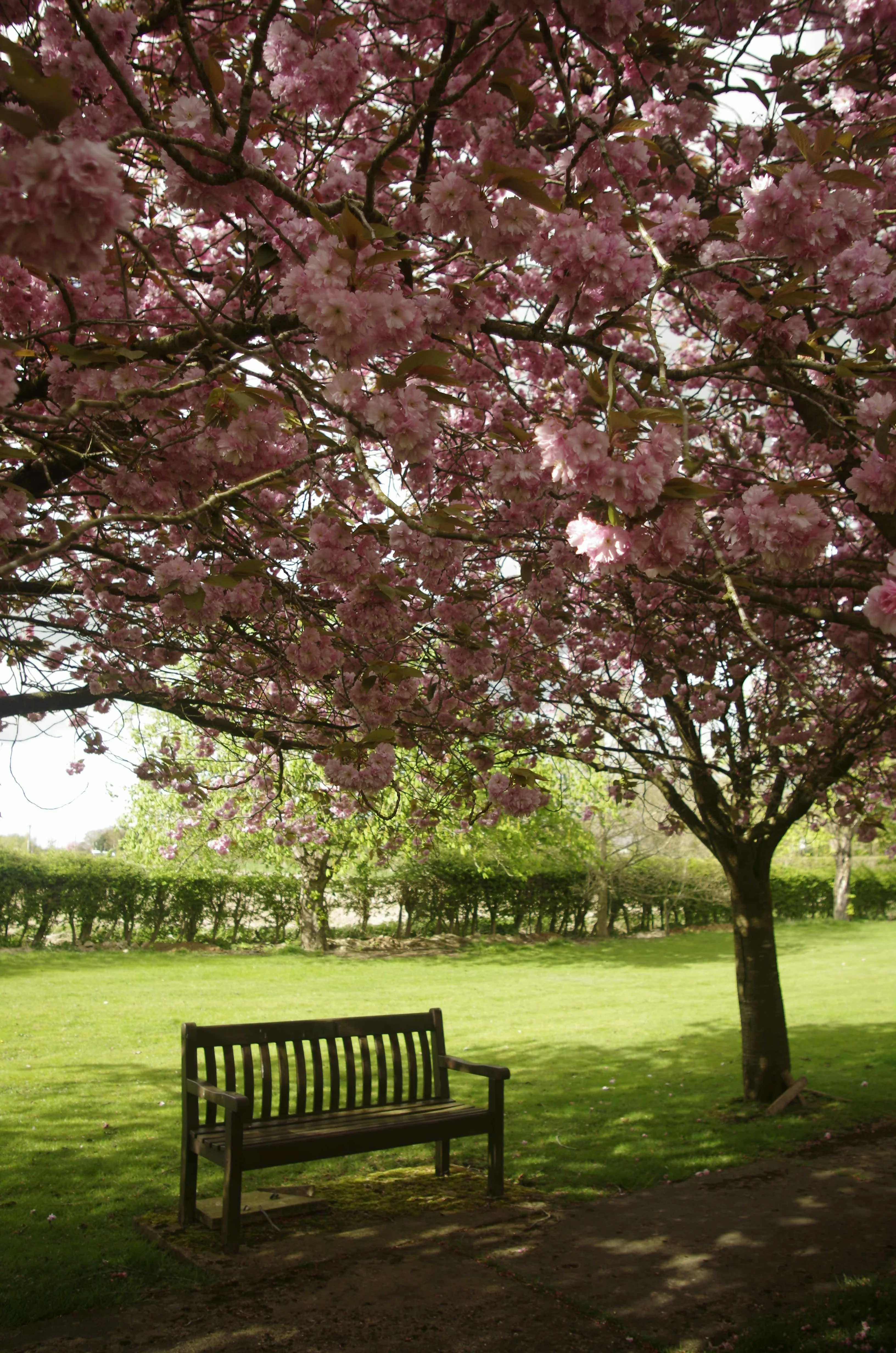 Bench In The Blossom (A4 Frame) - Image 4