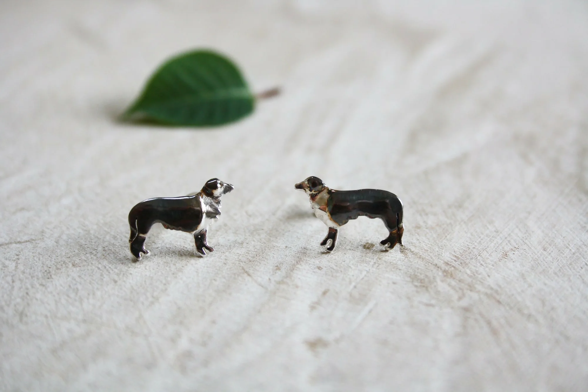 Border Collie Studs