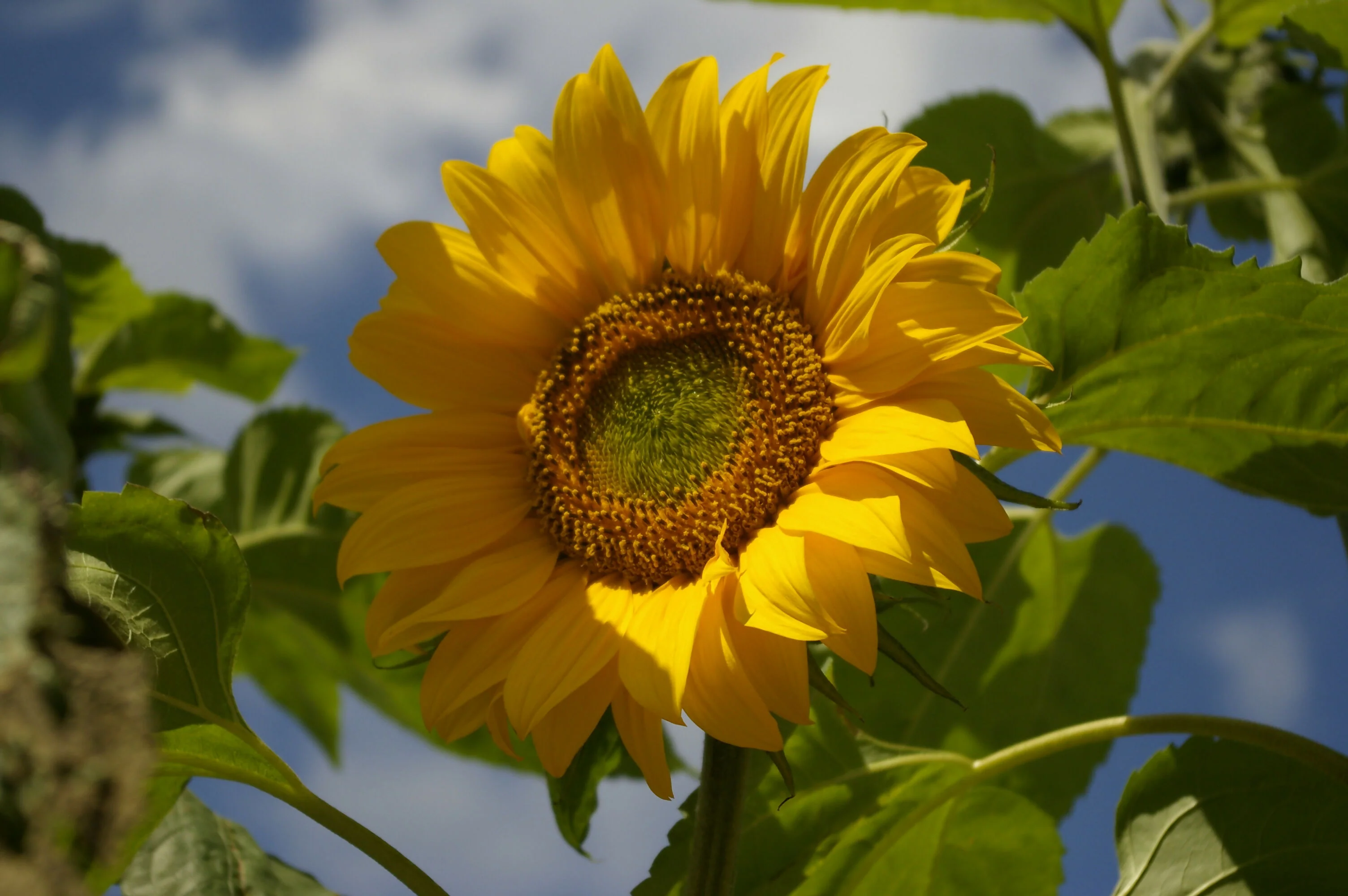 You are my sunshine - Card