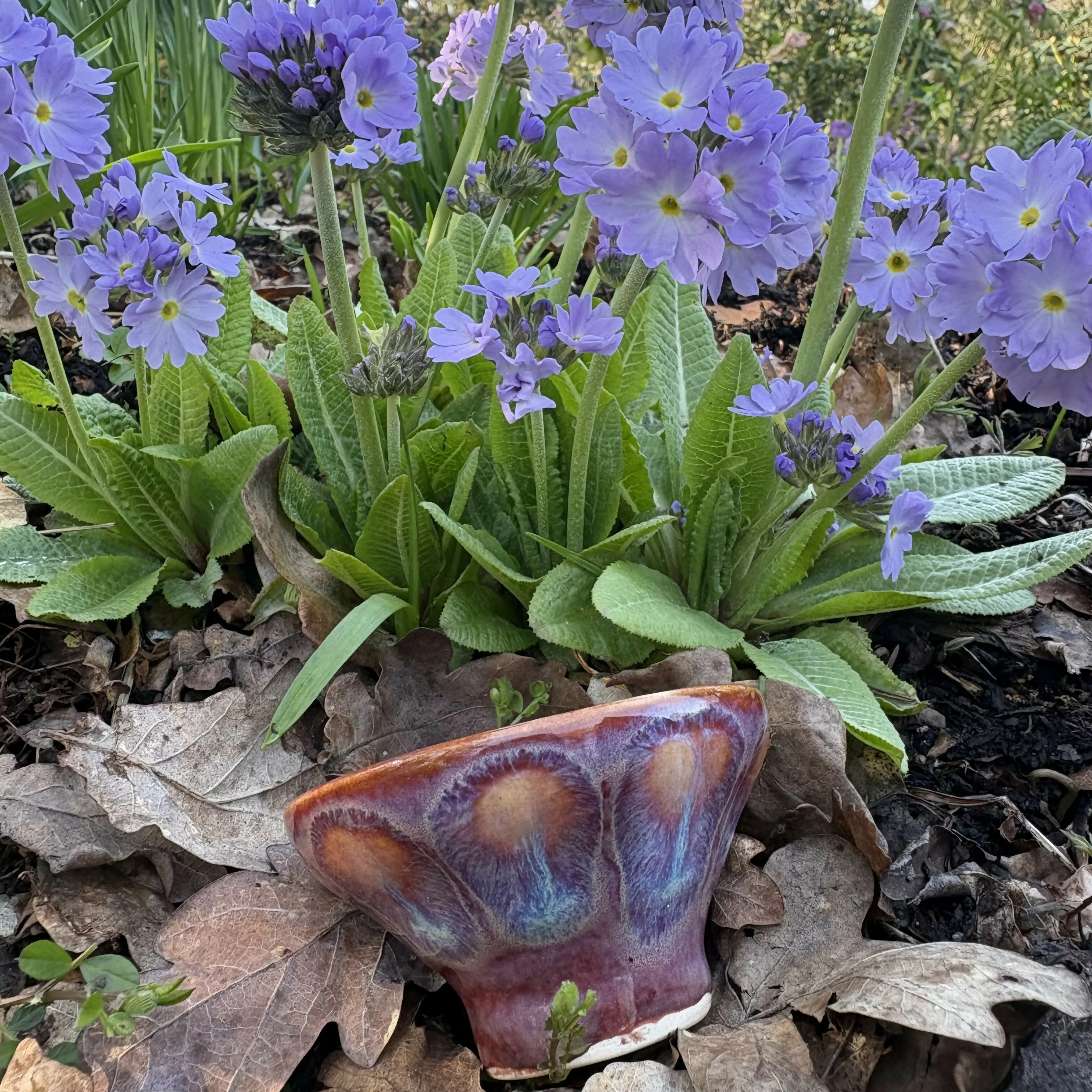 Dried Flower Bowl - Image 4