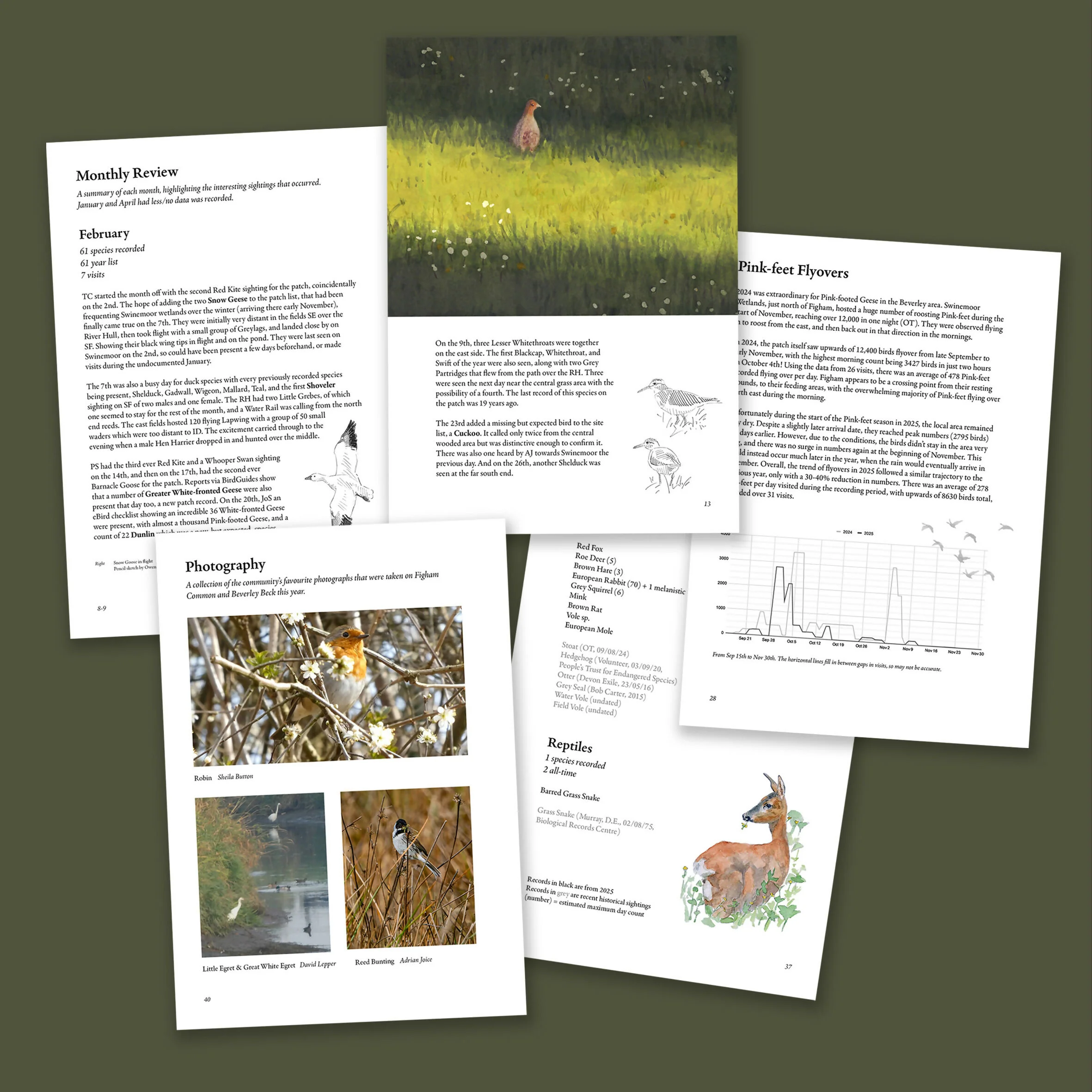 Figham Bird Report 2025 - A5 Booklet - Image 2