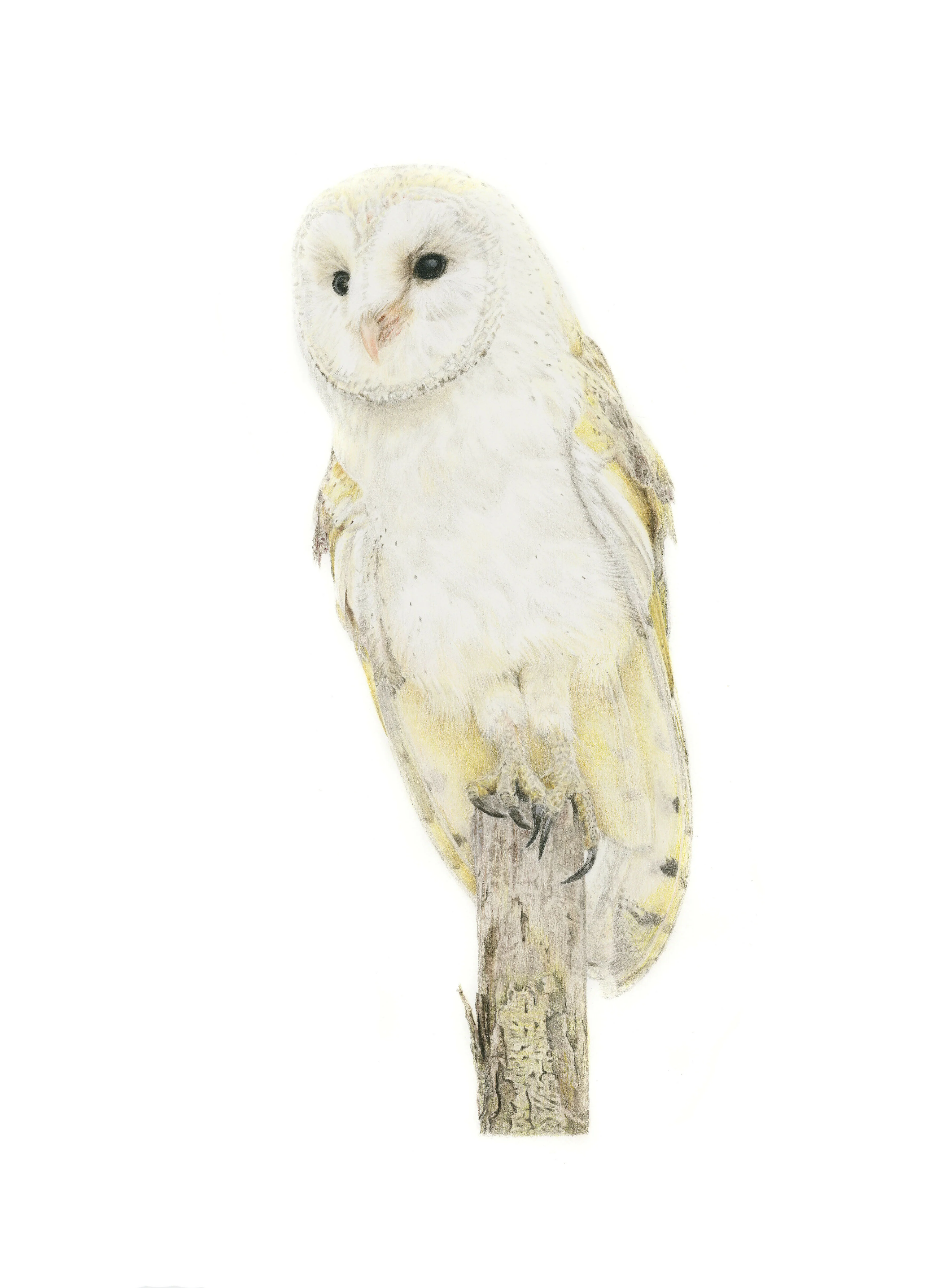 Fine Art Giclée Print of a Barn Owl. Framed or Unframed.