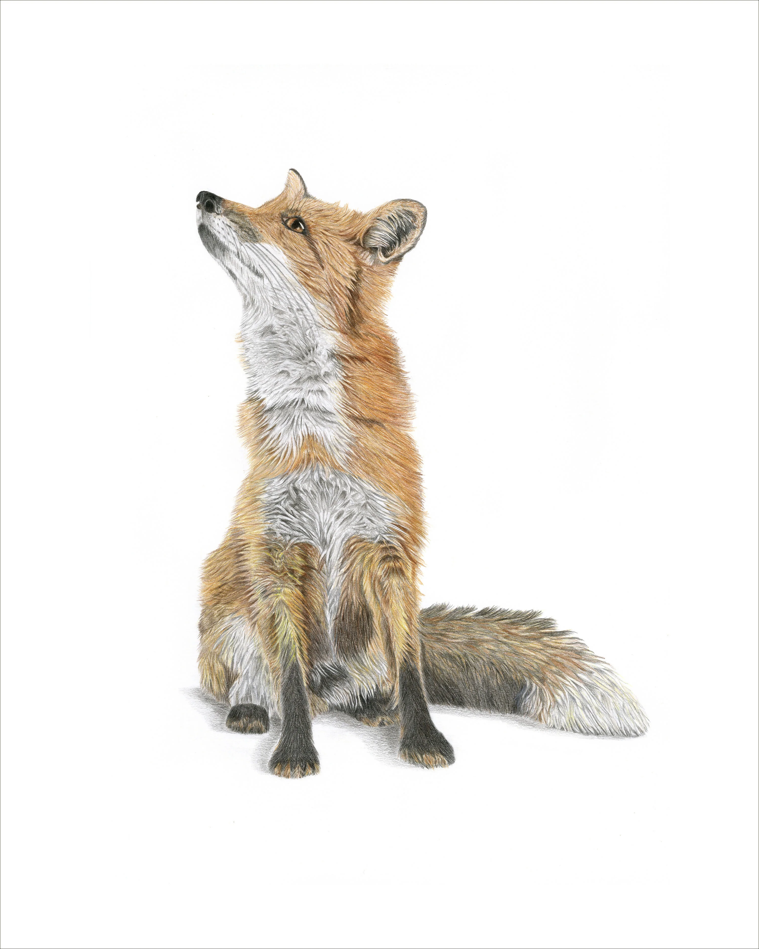 Fine Art Giclée Print of a Fox. Framed or Unframed