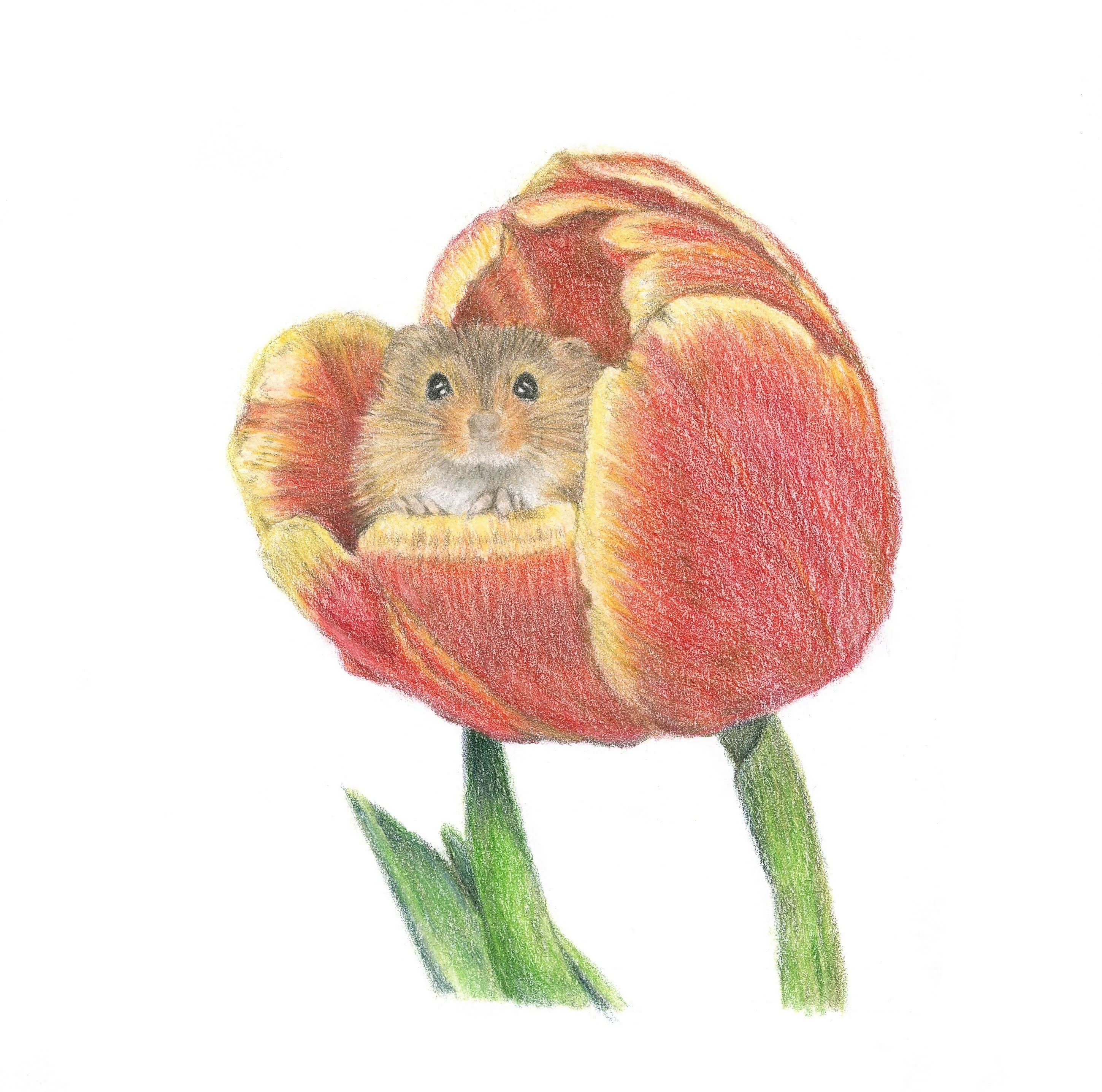 Fine Art Giclée Print of a Harvest Mouse in a Tulip. Framed or Unframed.