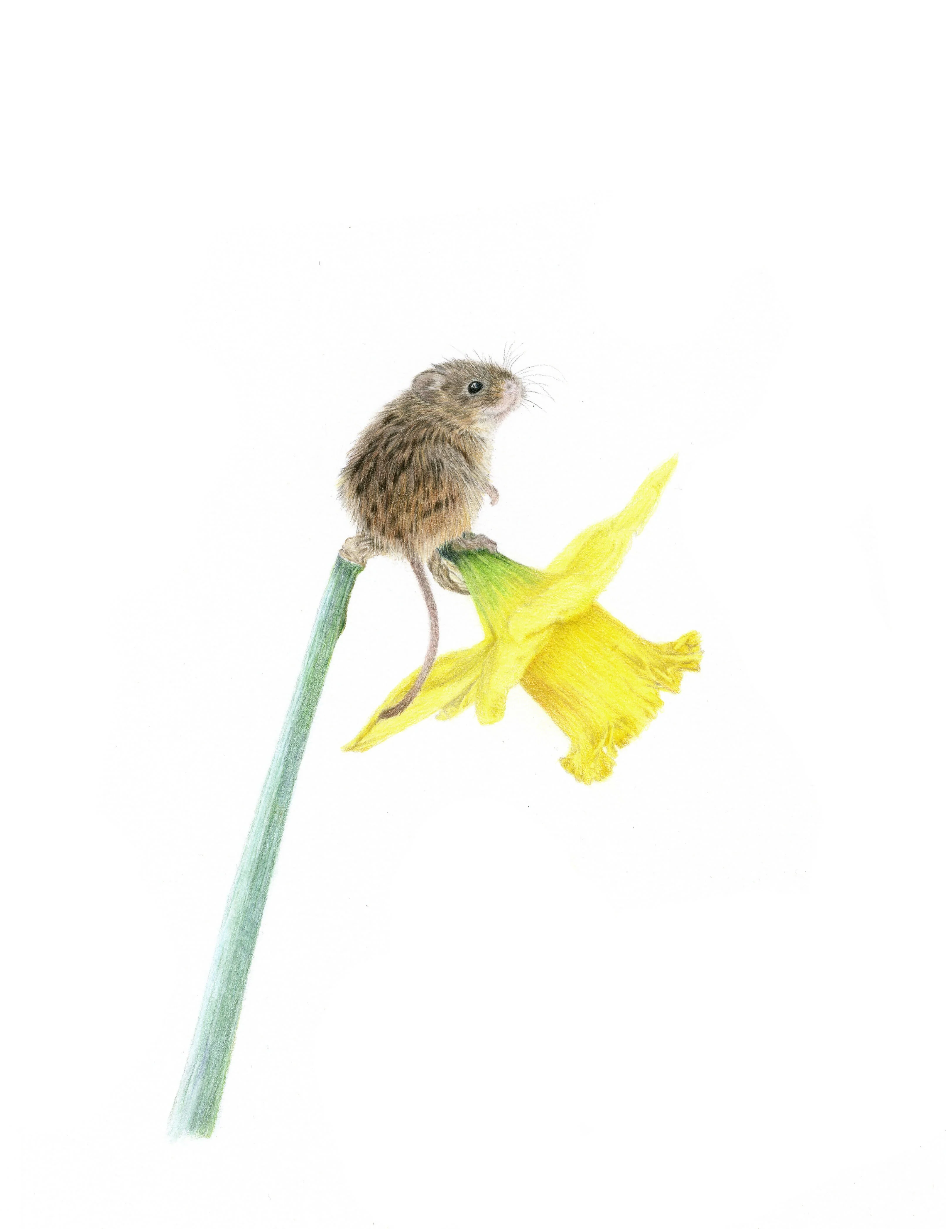 Fine Art Giclée Print of a Harvest Mouse on Daffodil. Framed or Unframed.