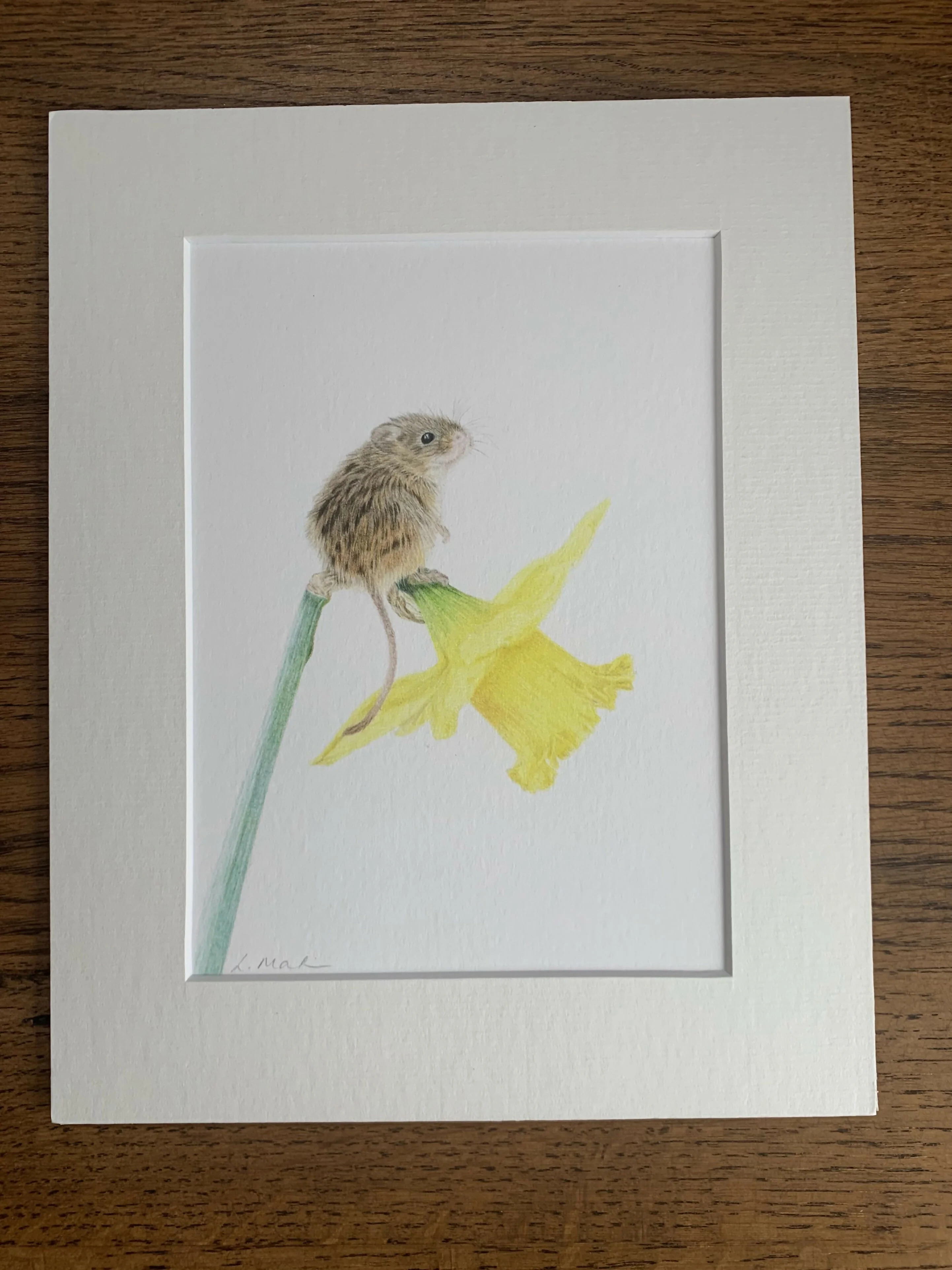 Fine Art Giclée Print of a Harvest Mouse on Daffodil. Framed or Unframed. - Image 2