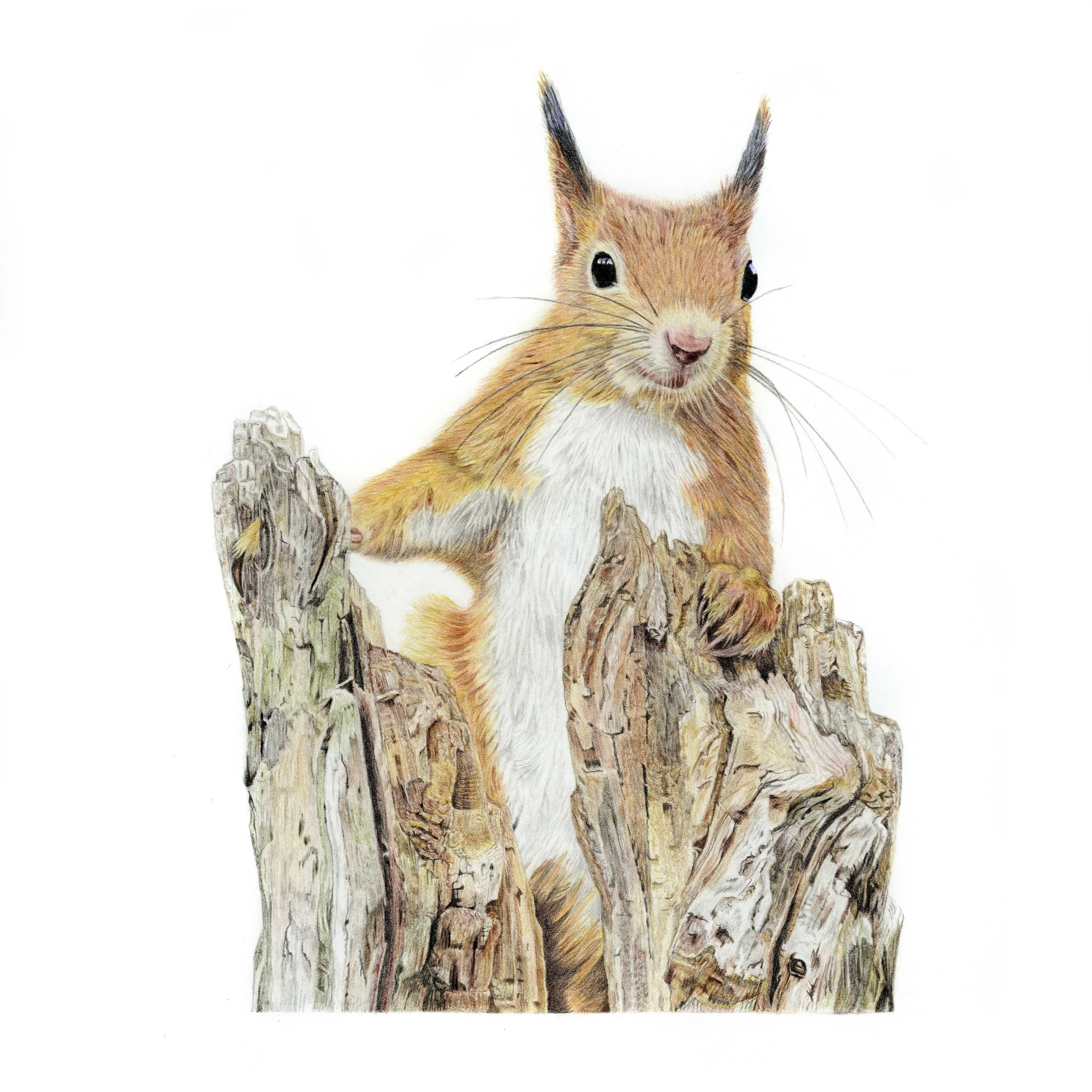 Fine Art Giclée Print of a Red Squirrel. Framed or Unframed.