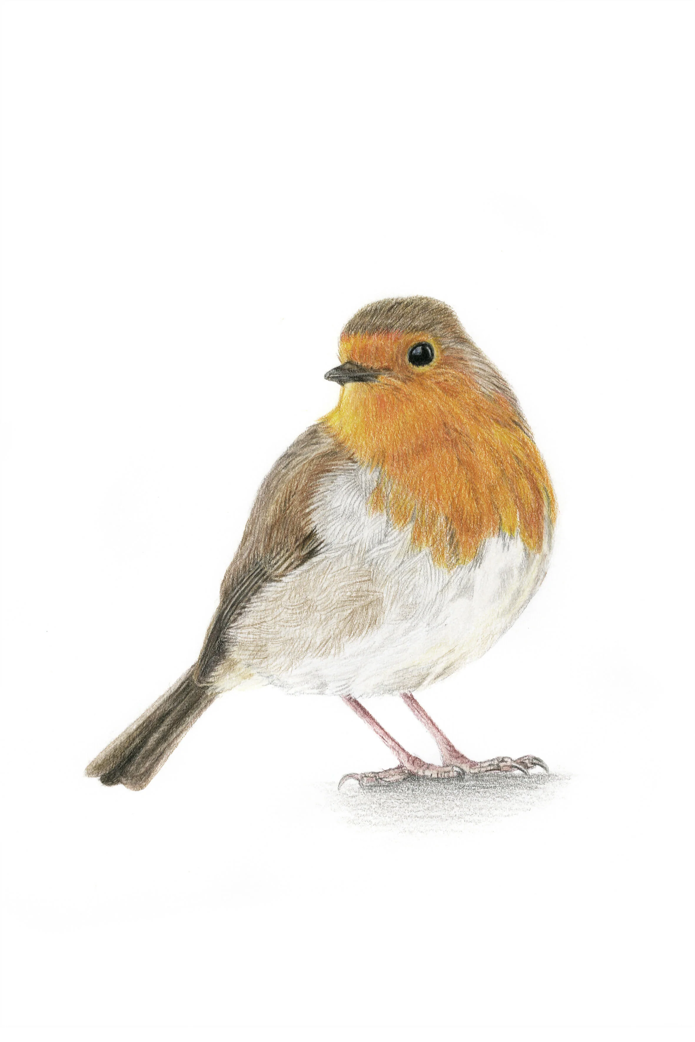 Fine Art Giclée Print of a Robin. Framed or Unframed.