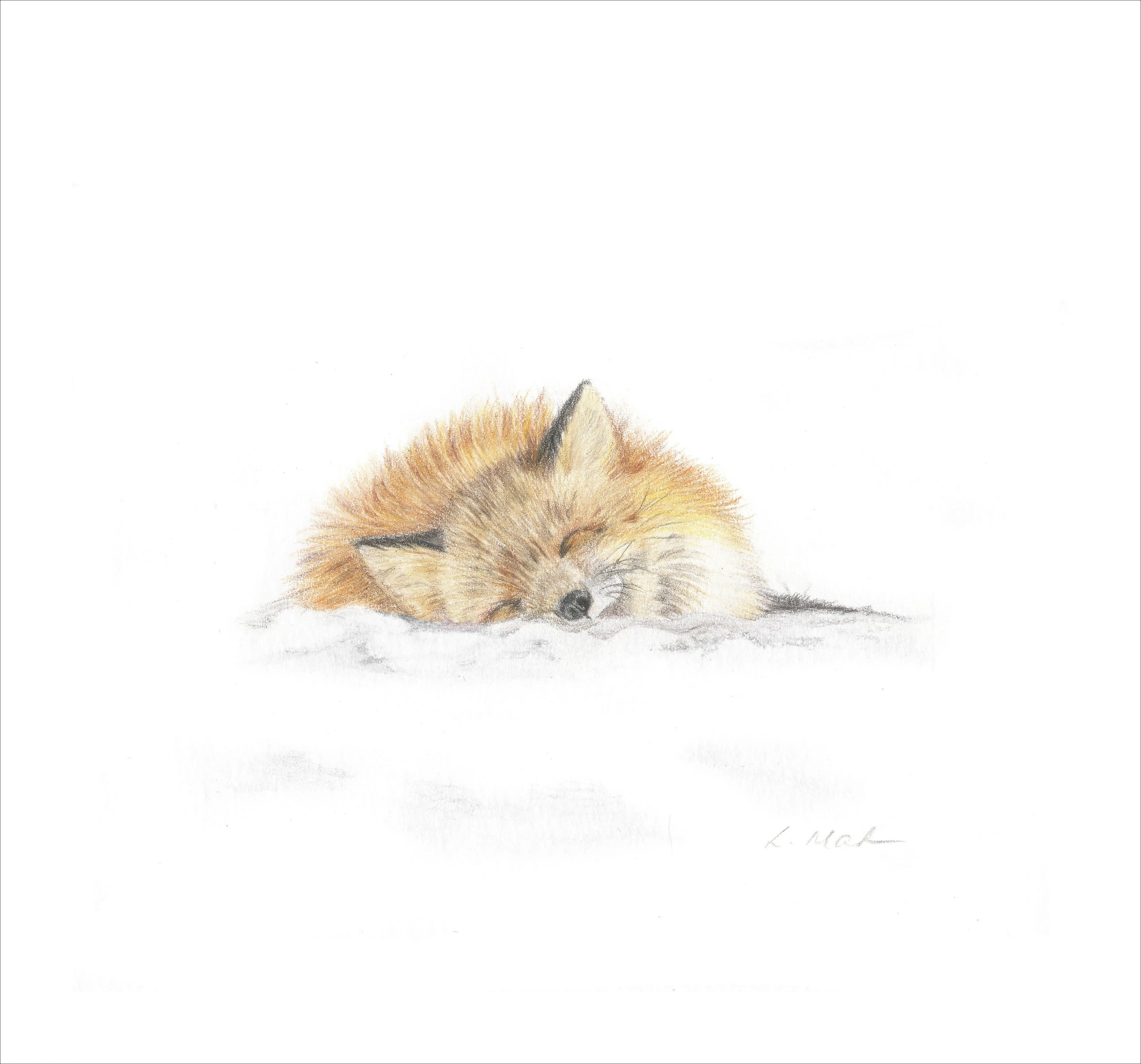 Fine Art Giclée Print of a Sleeping Fox. Framed or Unframed.