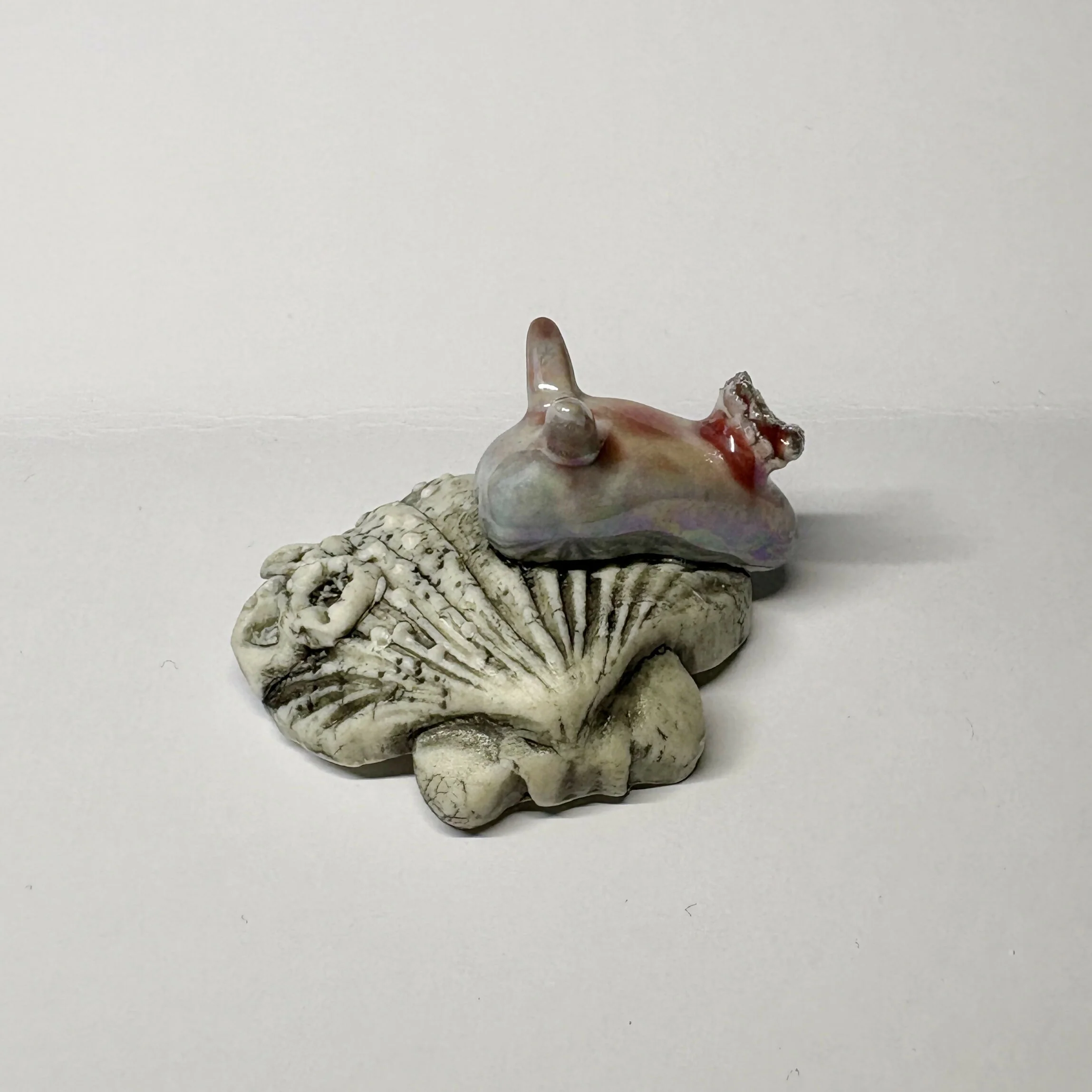Mother of Pearl Sea Hare - Image 2