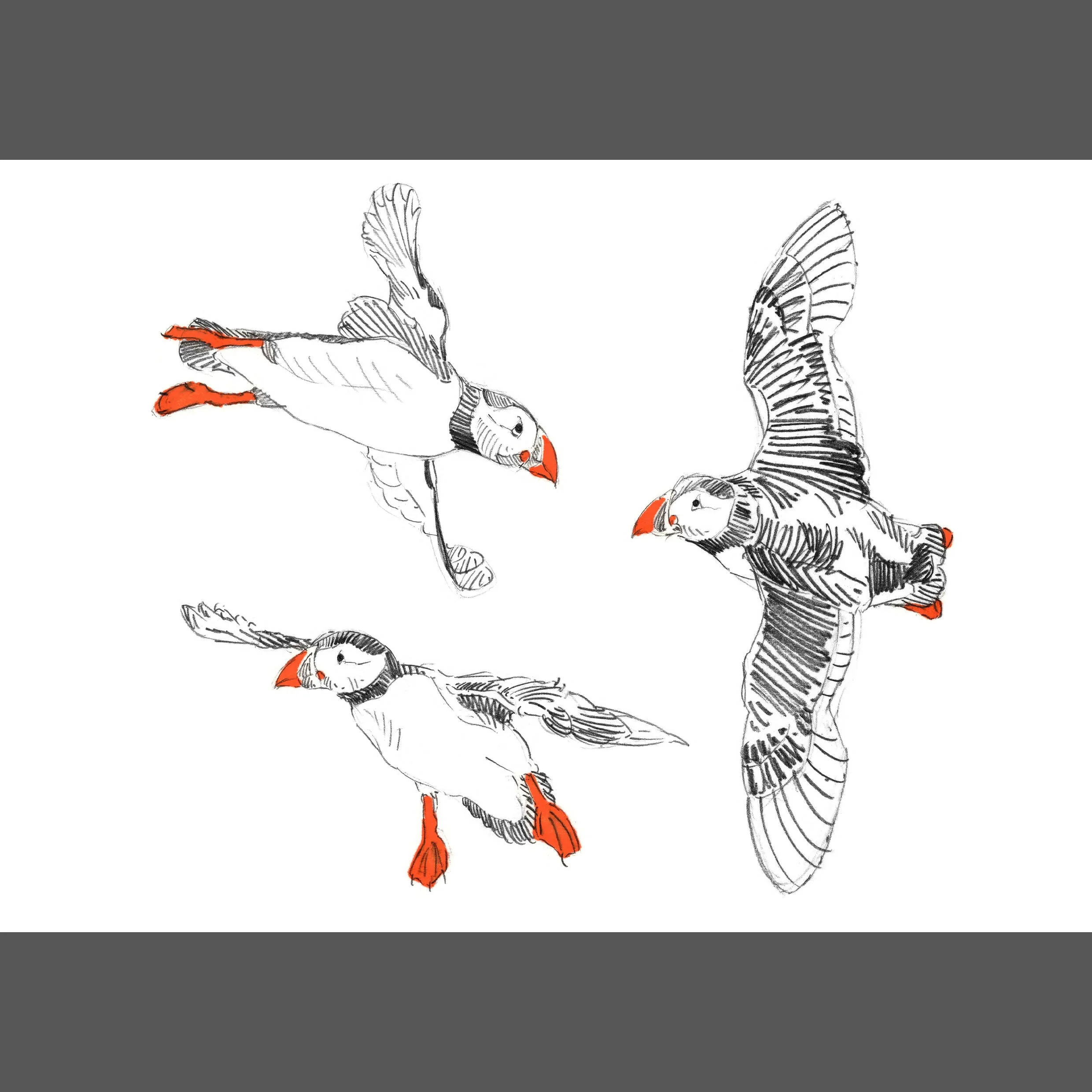 Pack of Puffin Prints - A4, A5, two A6 - Image 3