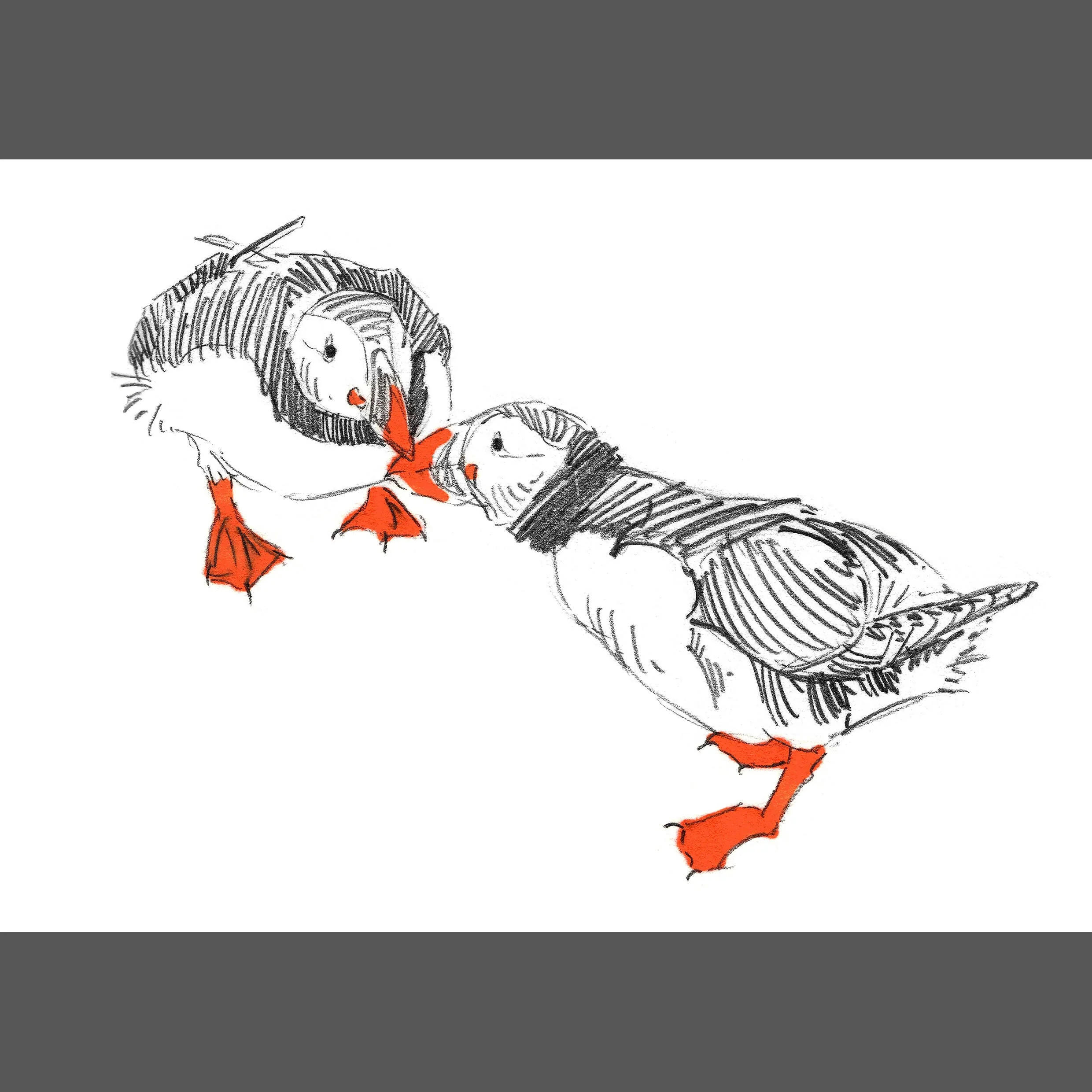 Pack of Puffin Prints - A4, A5, two A6 - Image 4