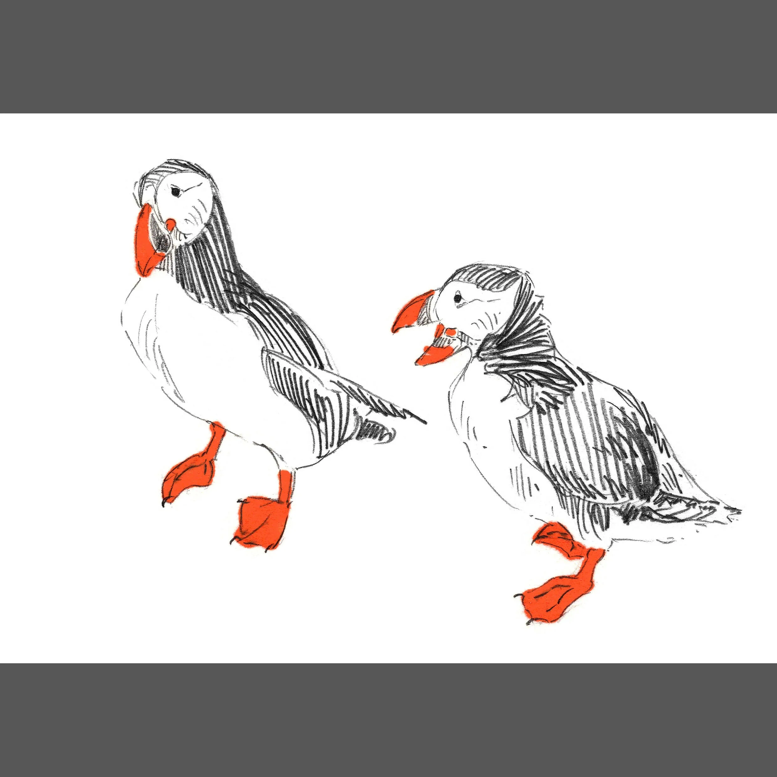 Pack of Puffin Prints - A4, A5, two A6 - Image 5