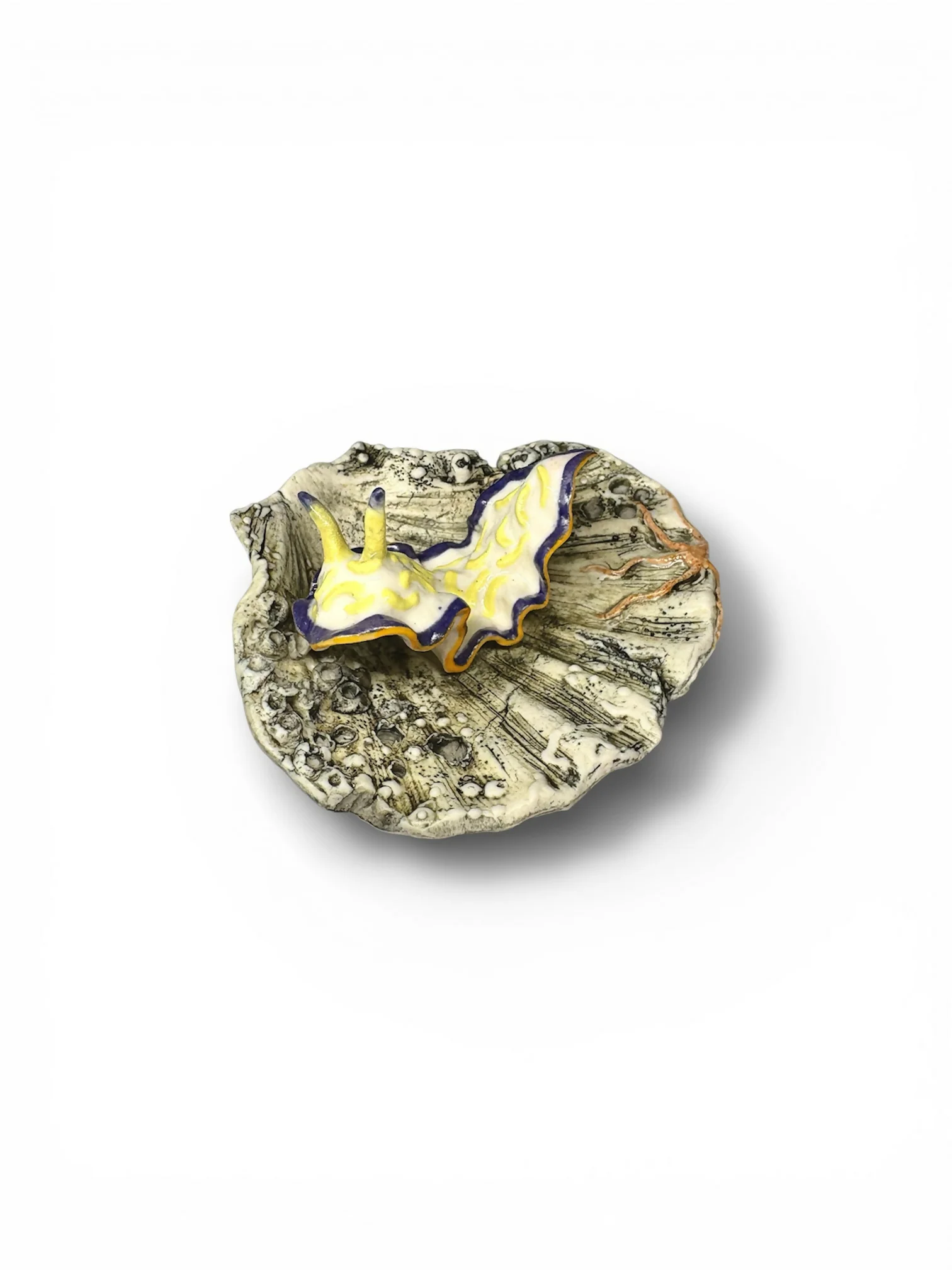 Porcelain Sea Slug on Scallop Shell - Image 2