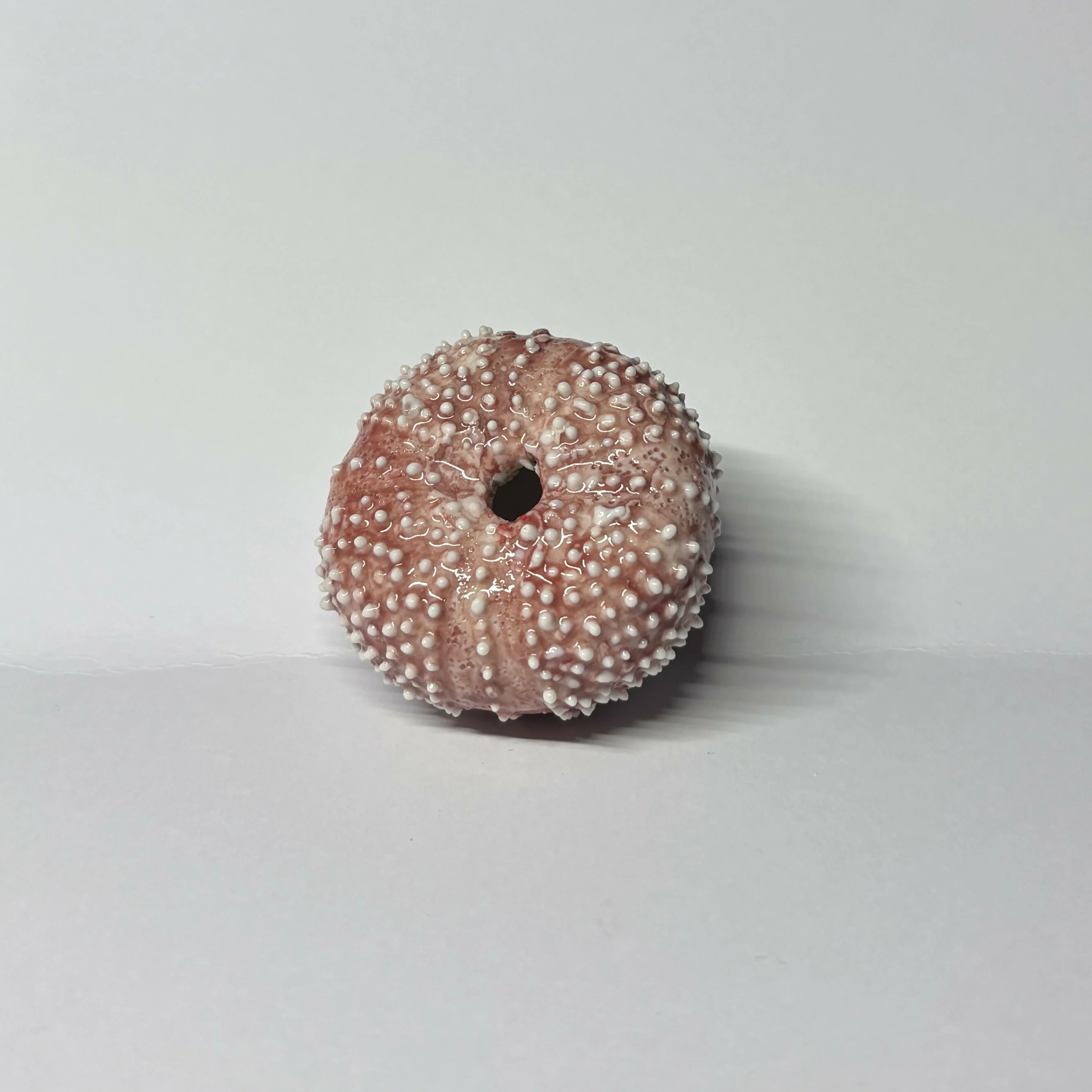 Porcelain Sea Urchin Shell - Image 2