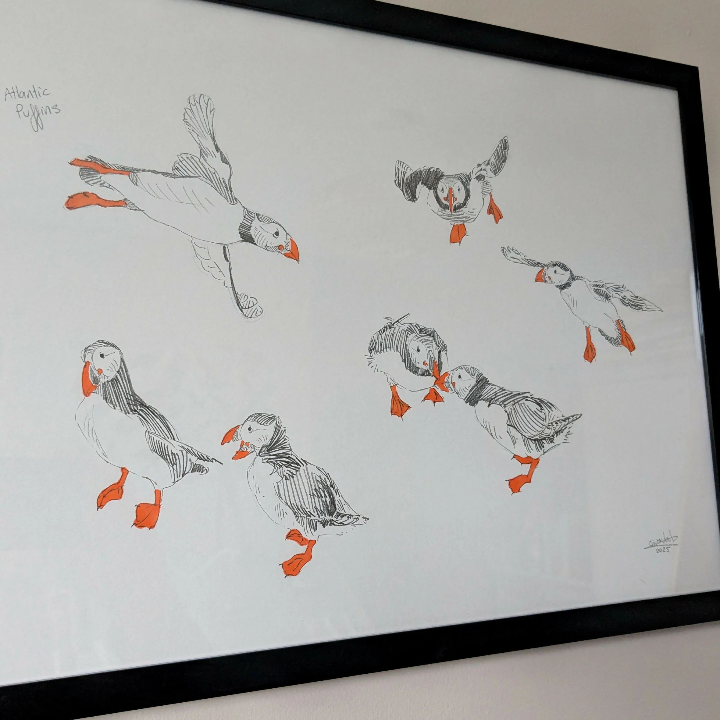 Puffin Sketches - A3 Original Framed - Image 2