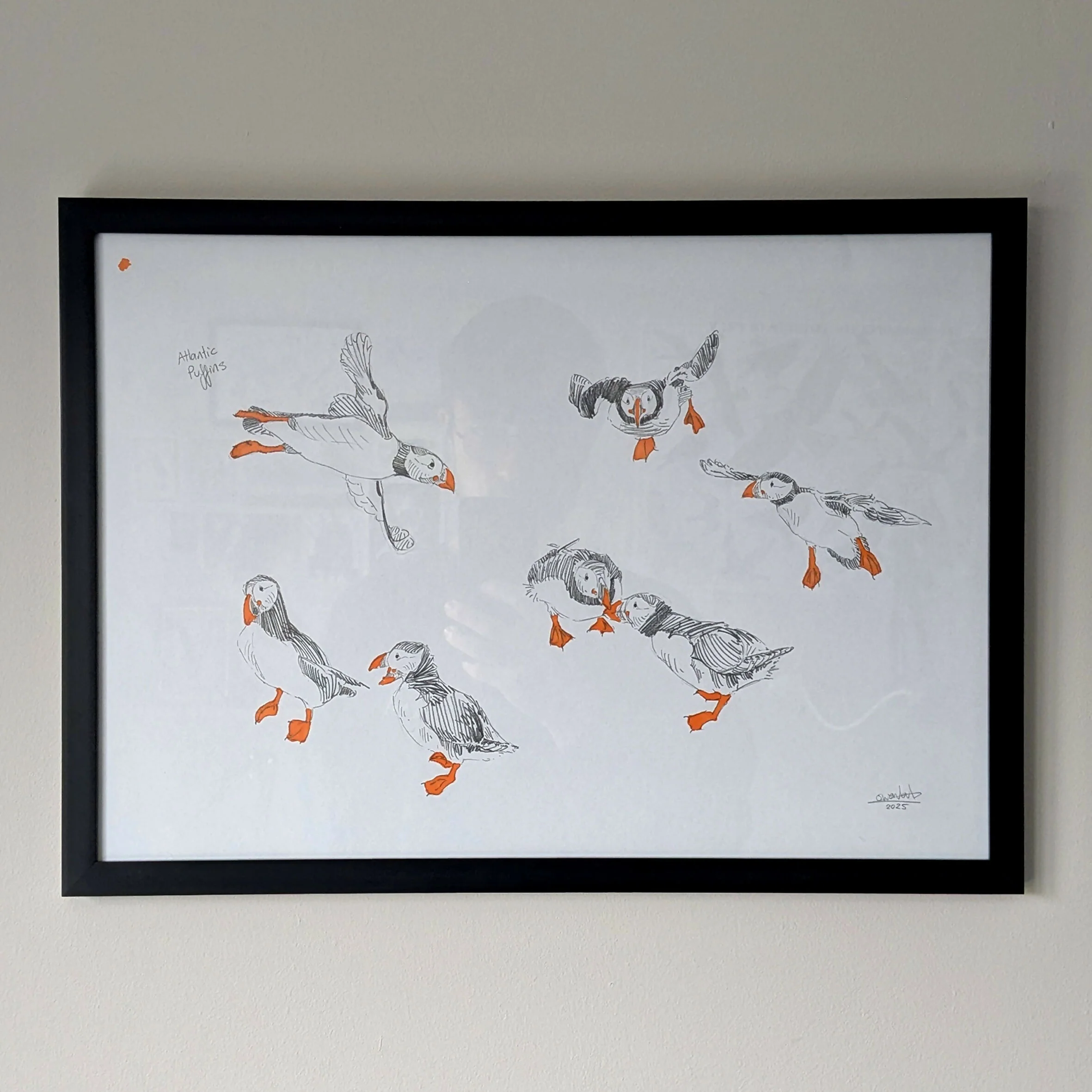 Puffin Sketches - A3 Original Framed - Image 3