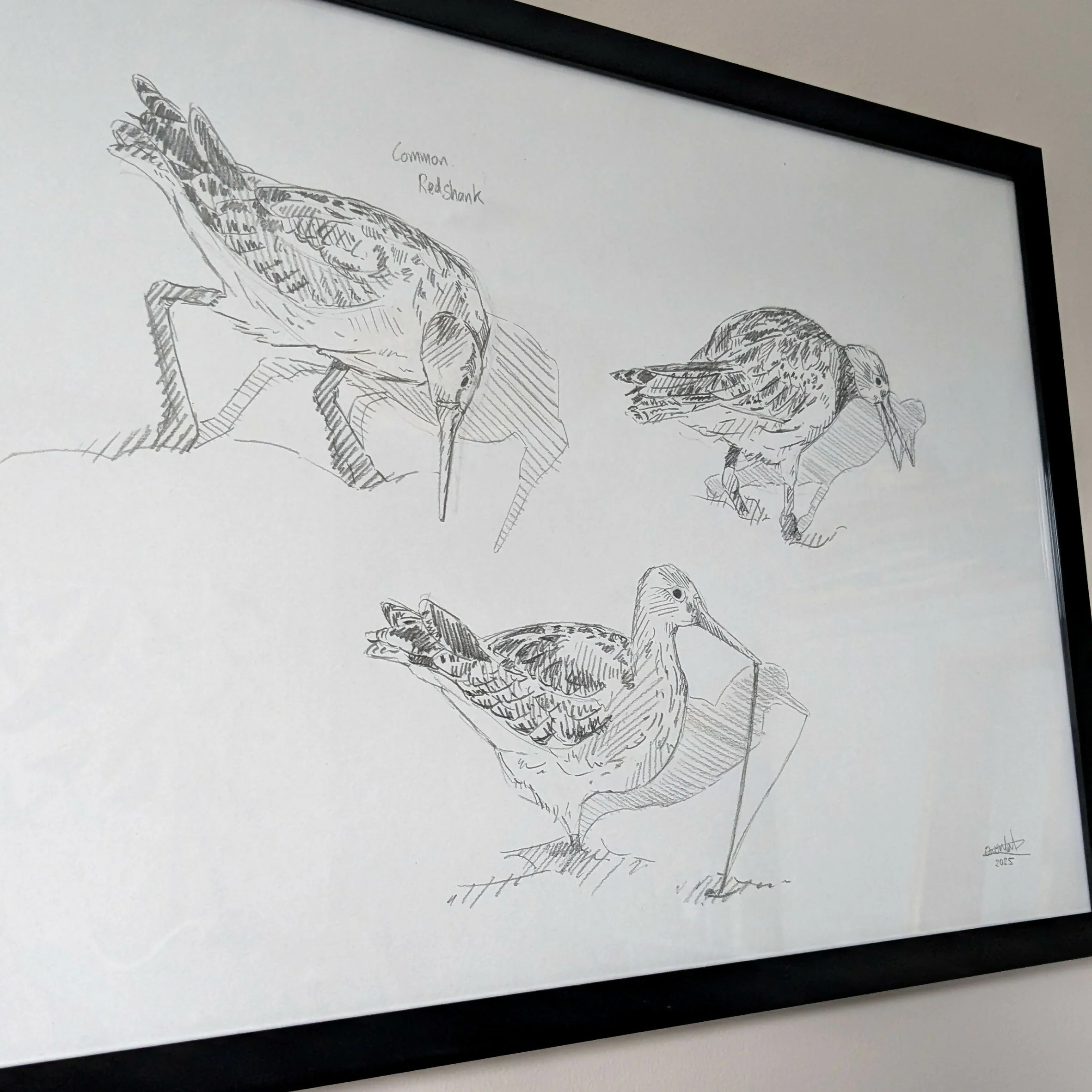 Redshank Sketches - A3 Original Framed - Image 2