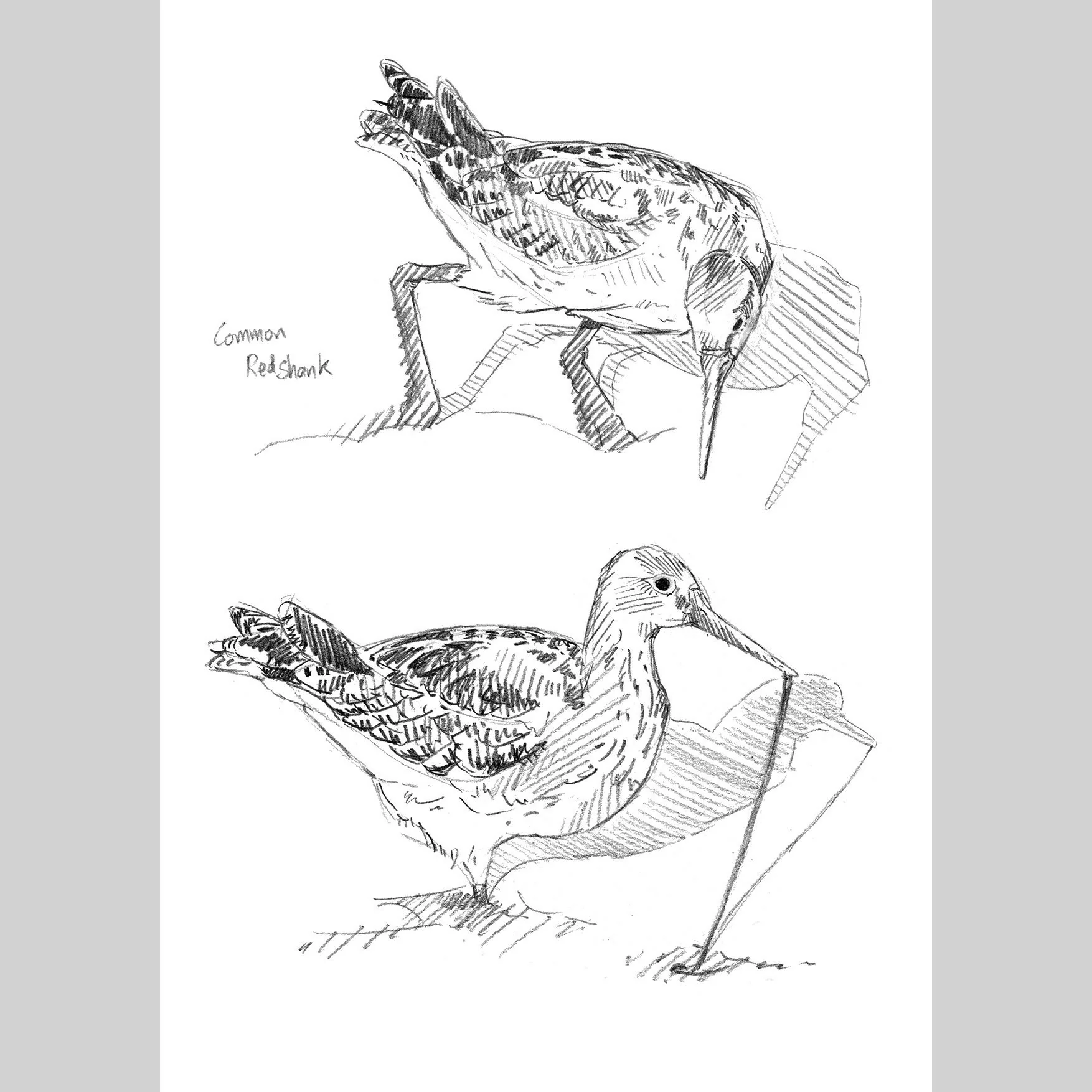 Redshank Sketches - A6 Print