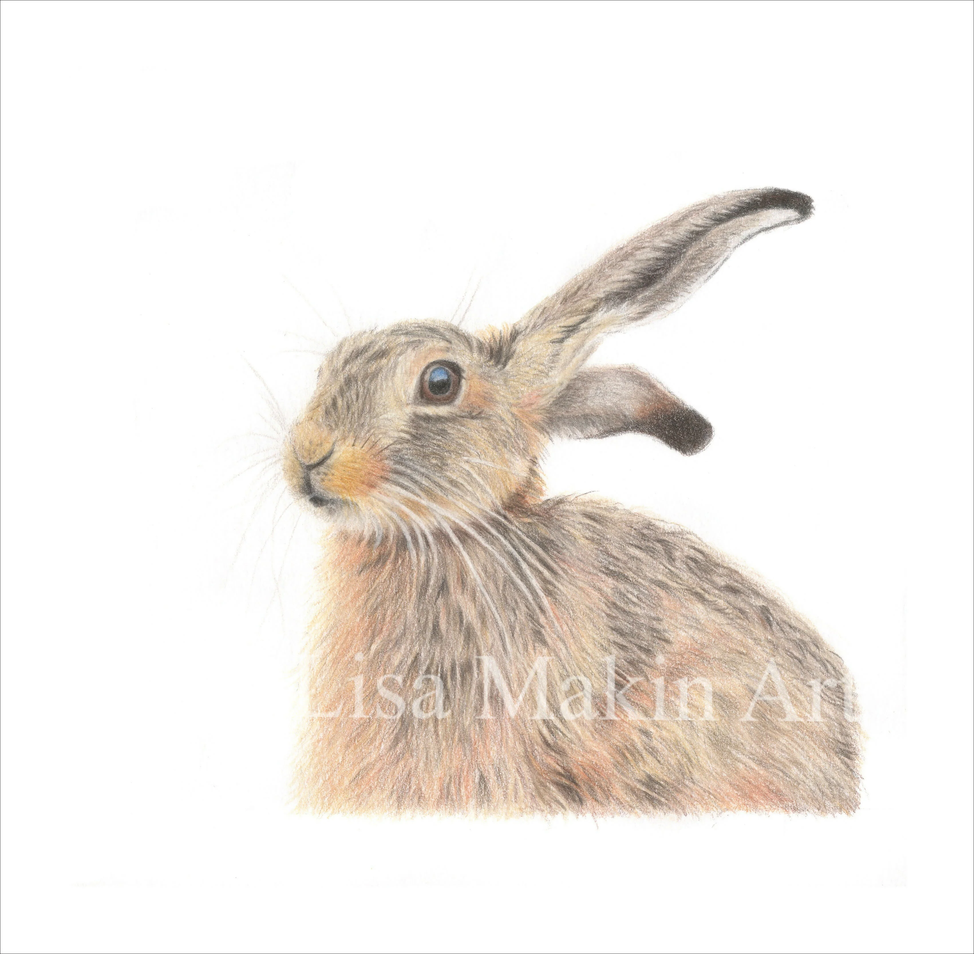 Square Greeting Card of a Hare. 5" x 5" Blank Inside. - Image 3