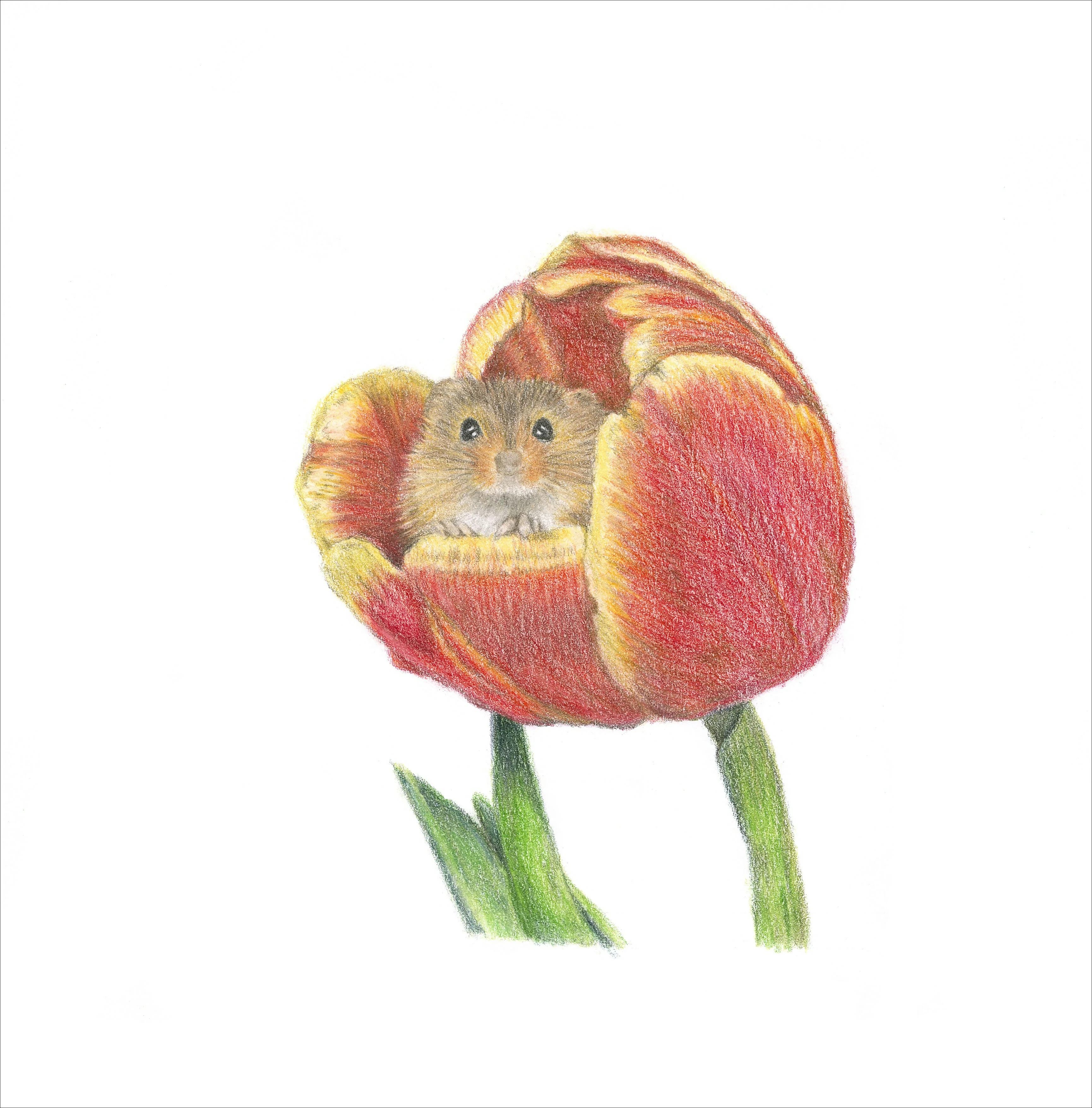 Square Greeting Card of a Mouse in Tulip. 5" x 5" Blank Inside.