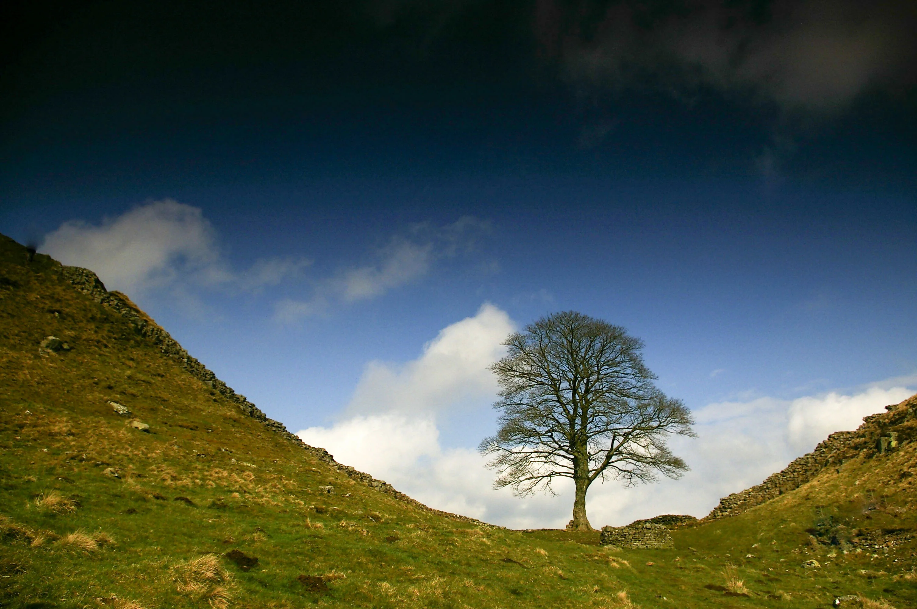 Sycamore Gap - Card - Image 3