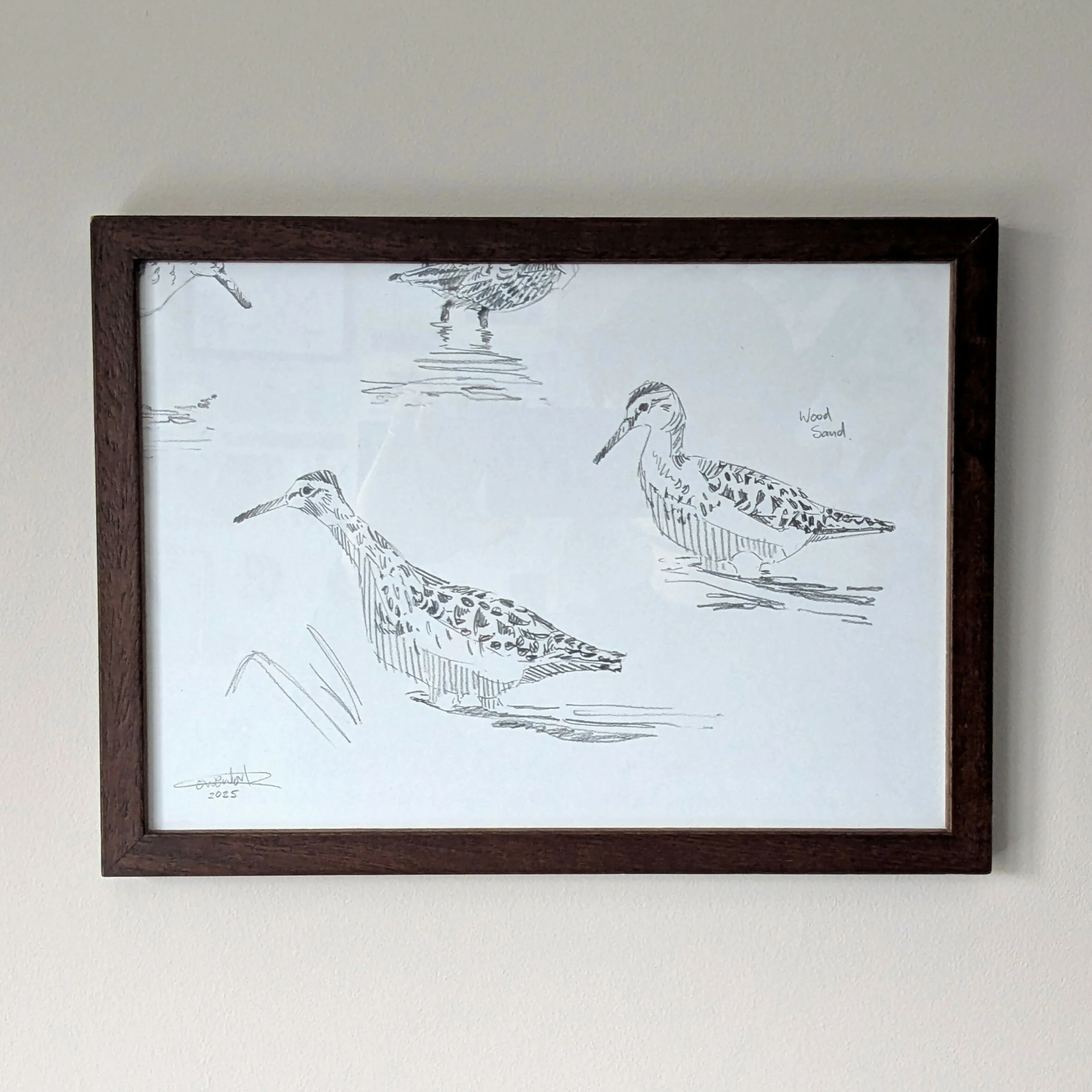 Wood Sandpiper Sketches - Original Framed - Image 2
