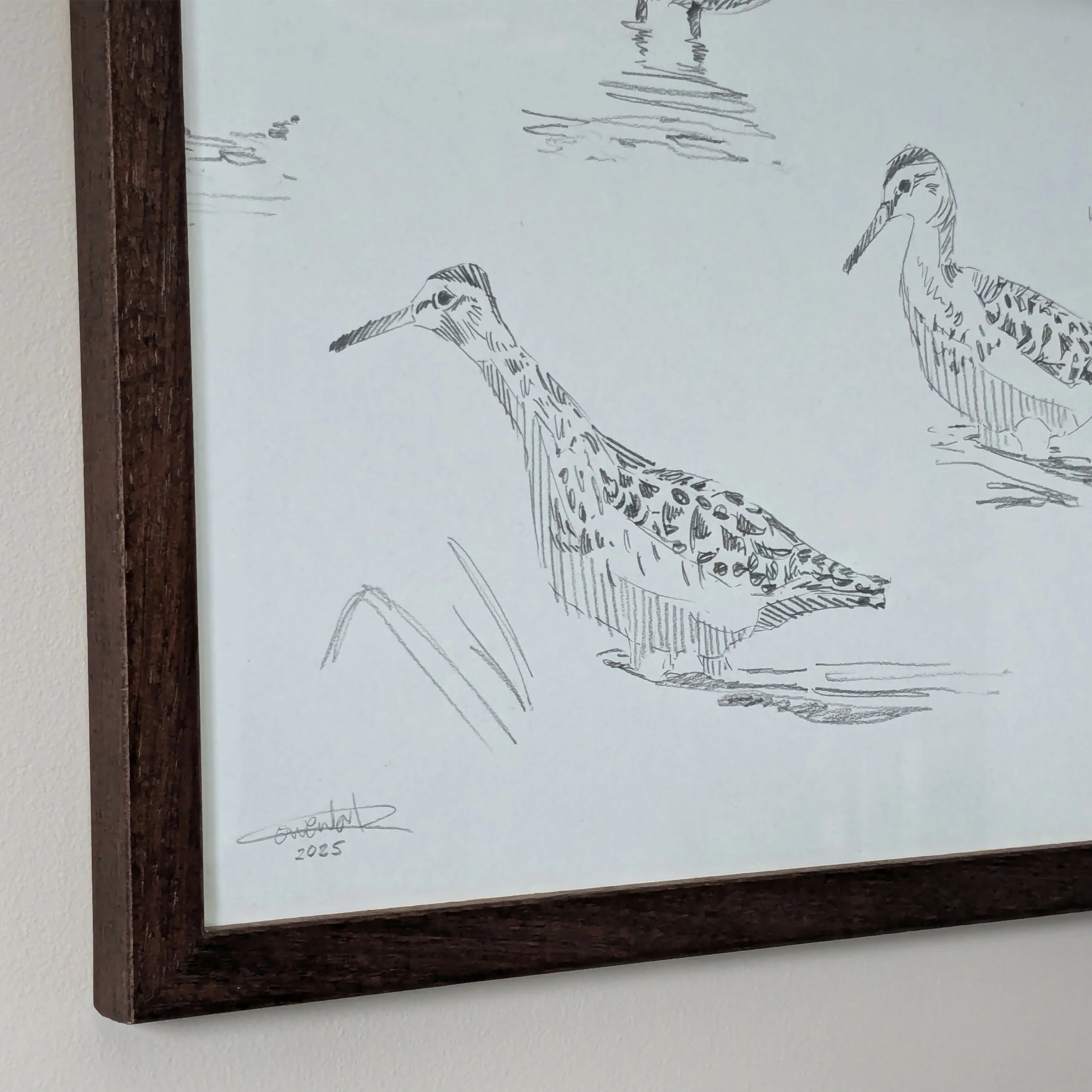 Wood Sandpiper Sketches - Original Framed - Image 3